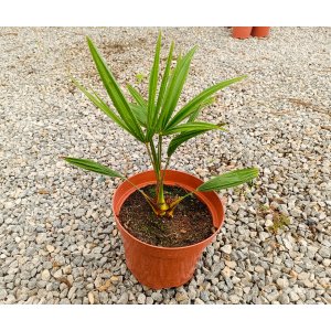 Palma konopná (Trachycarpus fortunei) - výška 20-30 cm, kont. C3L ( -17°C)
